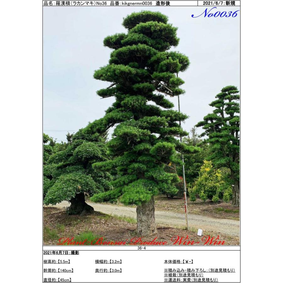 植木 美景美観 羅漢槇(ラカンマキ)No36 : PLANT・BONSAI・Produce・WIN