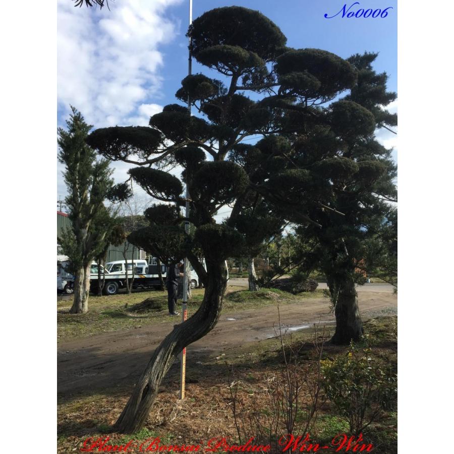 美景美観 深山柏槙(ミヤマビャクシン))の大樹 No6 : PLANT・BONSAI