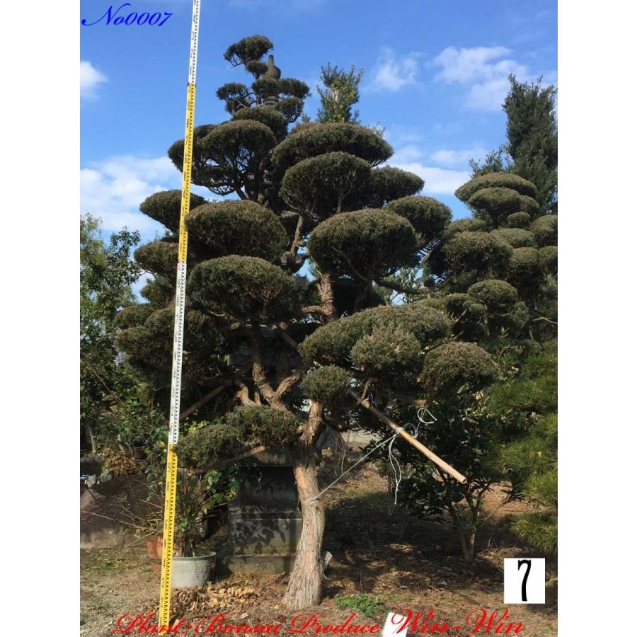 美景美観 深山柏槙(ミヤマビャクシン))の大樹 No7 : PLANT・BONSAI 