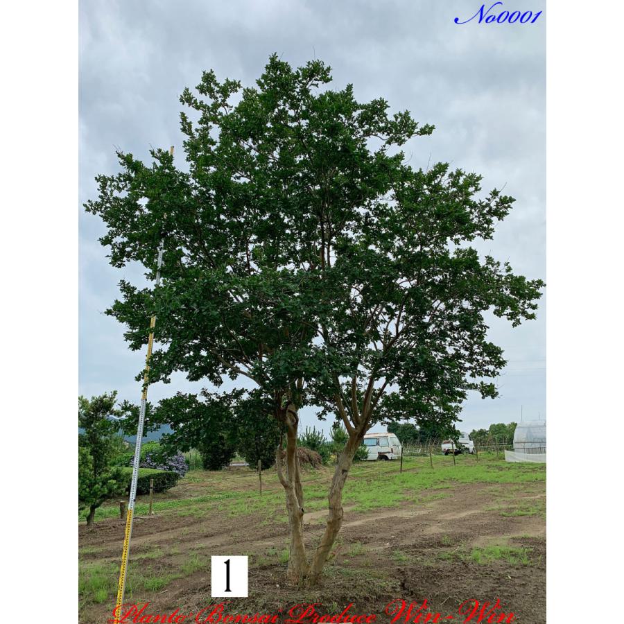 New Release 美景美観 百日紅 サルスベリ の大樹 No1 Pink Kikgnessn0001 Plant Bonsai Produce Win Win 通販 Yahoo ショッピング