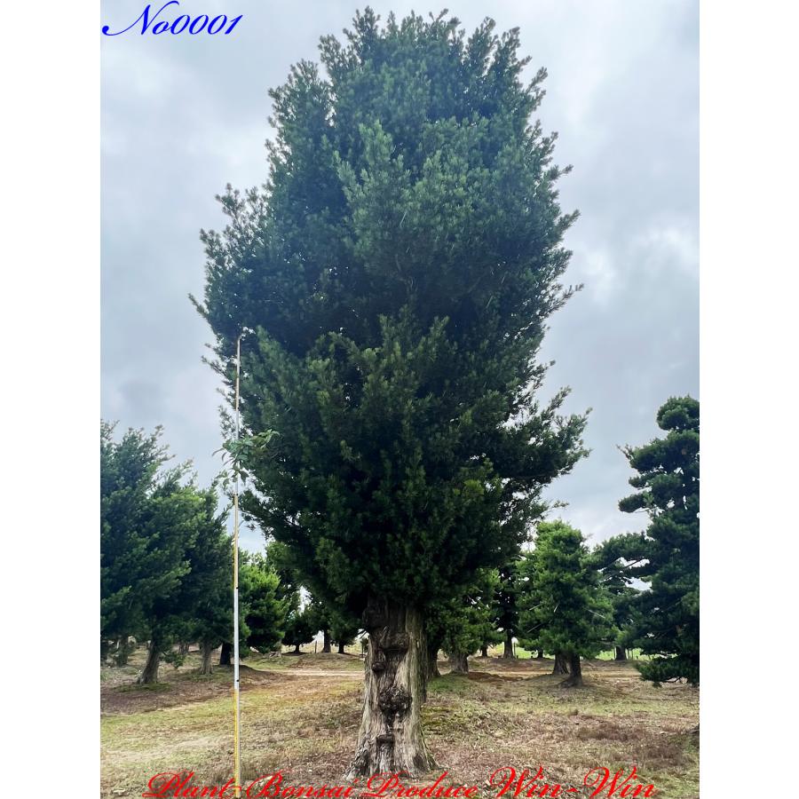 植木 美景美観 自然形 羅漢槇 ラカンマキ の巨樹 造形前 No1 Kiocgnrm0001 Plant Bonsai Produce Win Win 通販 Yahoo ショッピング
