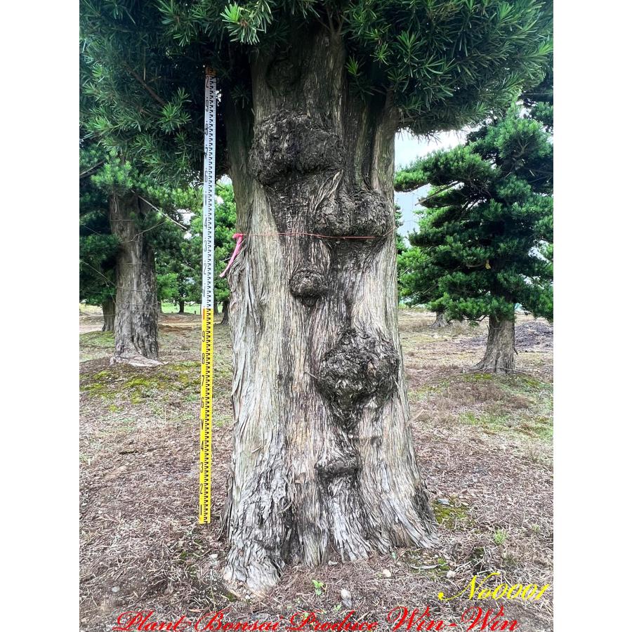 植木 美景美観 自然形 羅漢槇 (ラカンマキ) の巨樹 (造形前) No1