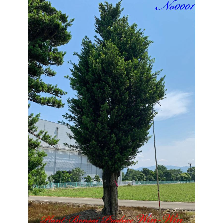 植木 美景美観 自然形 羅漢槇 ラカンマキ の巨樹 造形前 No1 Kiocgnrm0001 Plant Bonsai Produce Win Win 通販 Yahoo ショッピング