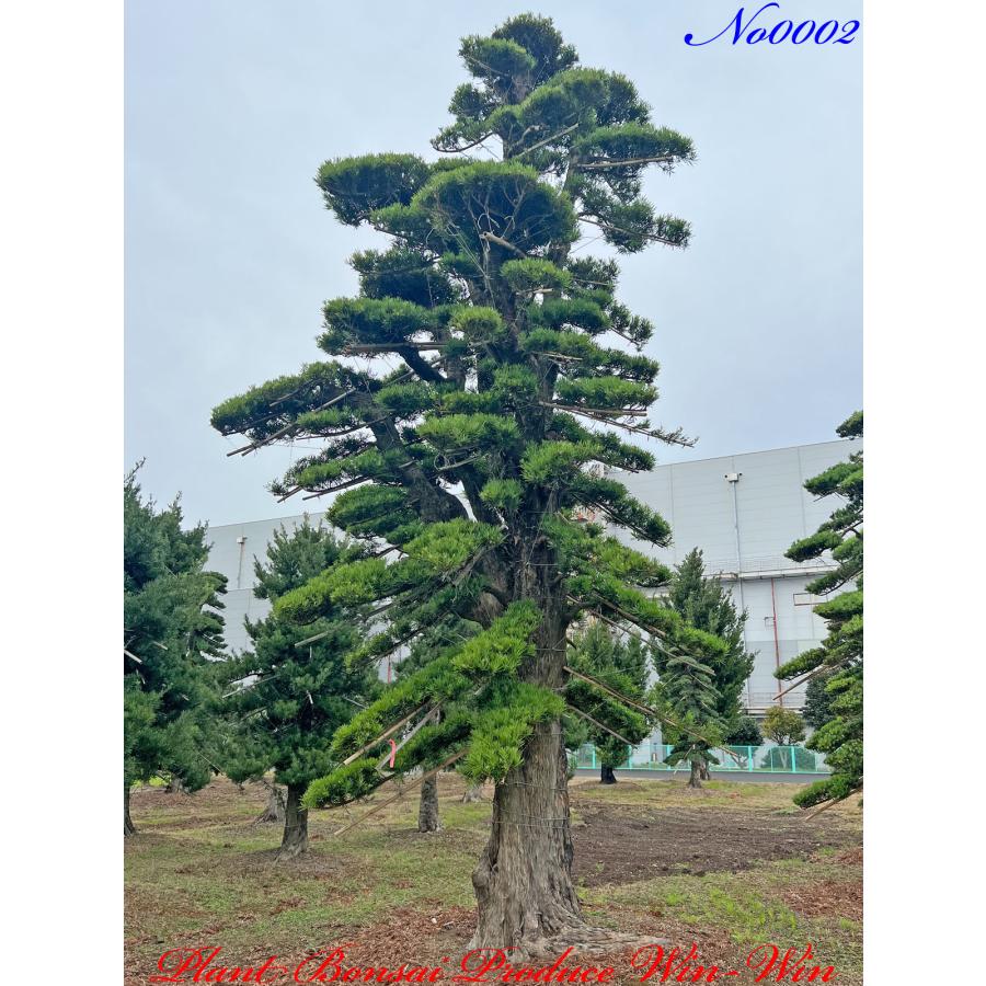 植木 コニファー 針葉樹 美景美観 Plant Bonsai Produce Win Winでは多種に渡り植木 盆栽を取り扱っています 輸送 検疫 通関手続き等の諸費用は 植木の価格とは別になります Kiocgnrm0002 植木 羅漢槇 ラカンマキ の巨樹 羅漢槇 ラカンマキ の巨樹 Kiocgnrm0002