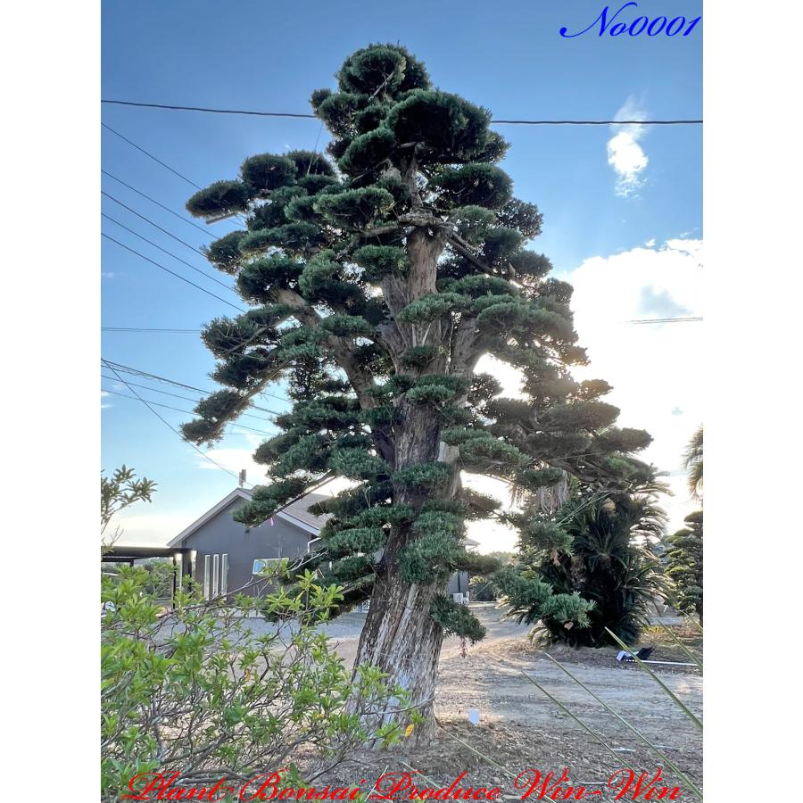 植木 美景美観 最高峰 羅漢槇（ラカンマキ）の巨樹 No1 : PLANT