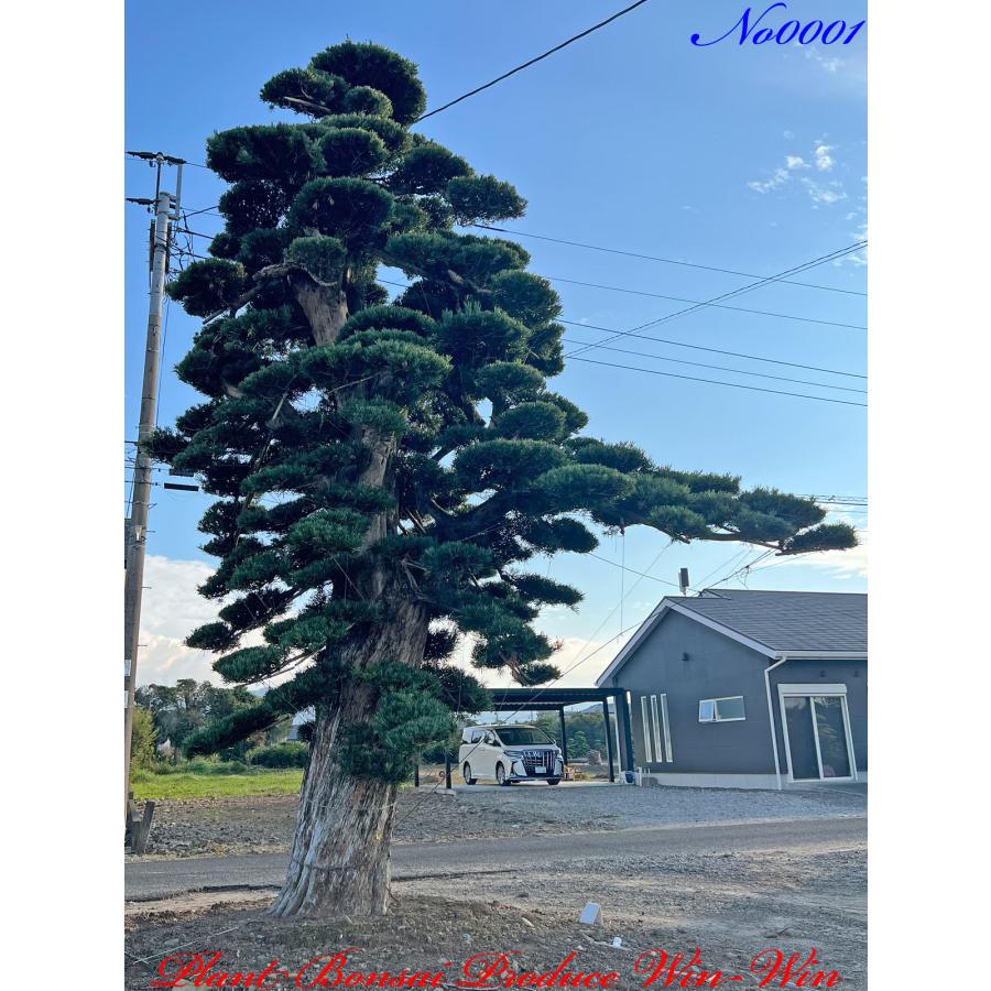 植木 美景美観 最高峰 羅漢槇（ラカンマキ）の巨樹 No1 : PLANT