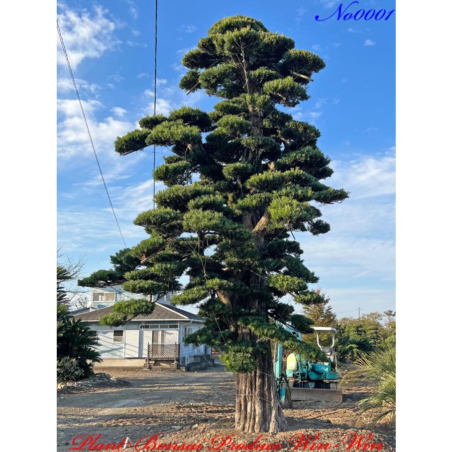 植木 美景美観 最高峰 羅漢槇（ラカンマキ）の巨樹 No1 : PLANT 
