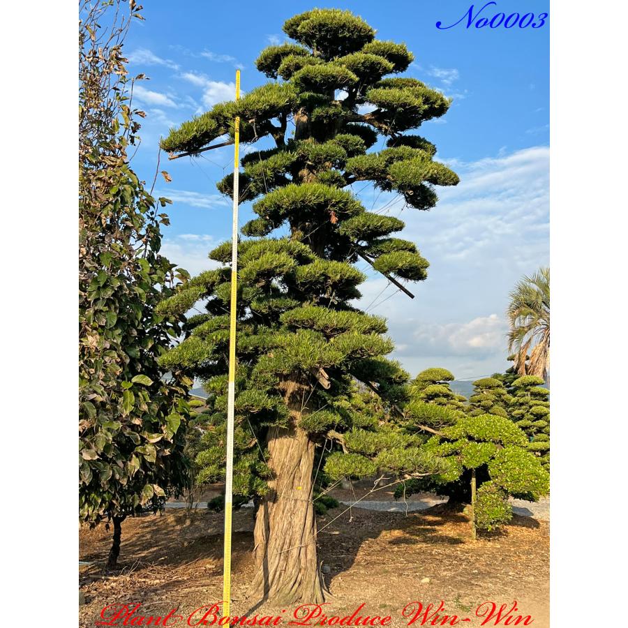 植木 美景美観 羅漢槇（ラカンマキ）の巨樹 No3 : PLANT・BONSAI