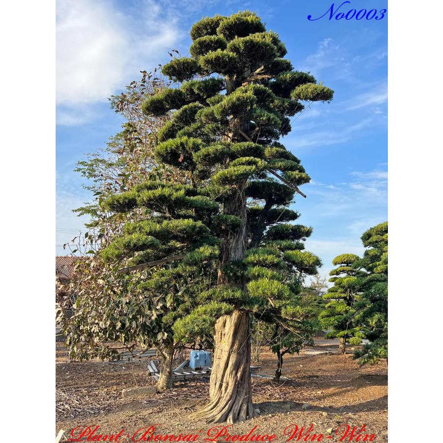 植木 美景美観 羅漢槇（ラカンマキ）の巨樹 No3 : PLANT・BONSAI