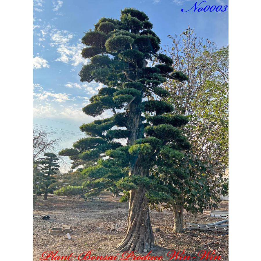 植木 美景美観 羅漢槇（ラカンマキ）の巨樹 No3 : PLANT・BONSAI