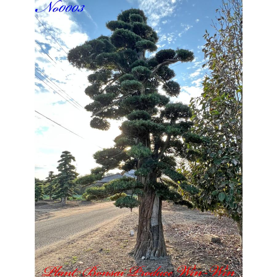 植木 美景美観 羅漢槇（ラカンマキ）の巨樹 No3 : PLANT・BONSAI