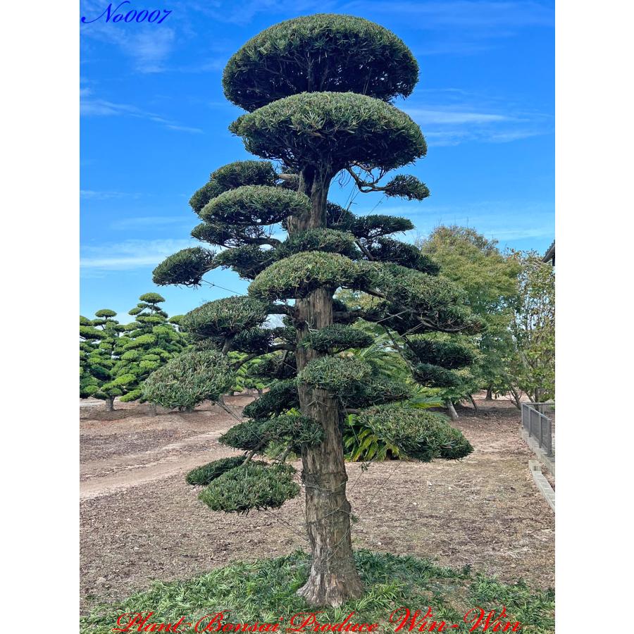 植木 美景美観 羅漢槇(ラカンマキ)の中樹 No7 : PLANT・BONSAI