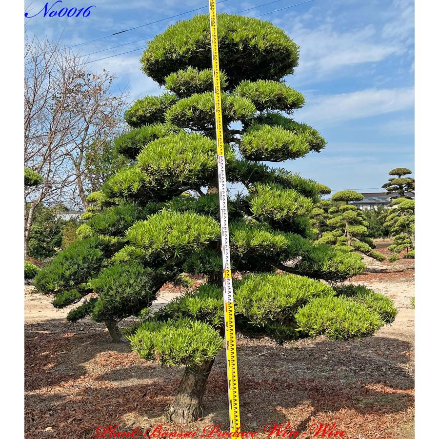 New Release 植木 美景美観 羅漢槇(ラカンマキ)の中樹 No16