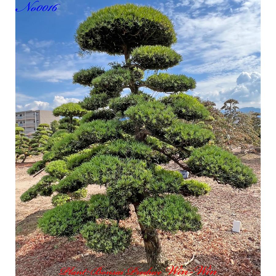 植木 美景美観 羅漢槇(ラカンマキ)の中樹 No16 : PLANT・BONSAI