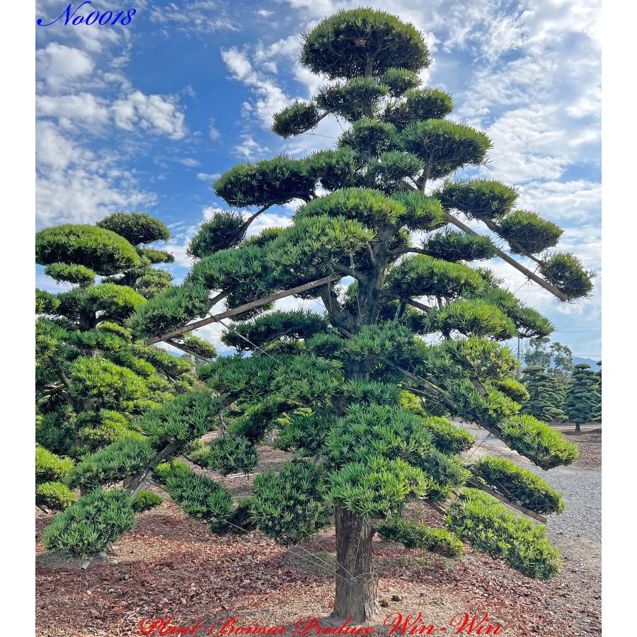 New Release 植木 美景美観 羅漢槇(ラカンマキ)の中樹 No18 : PLANT