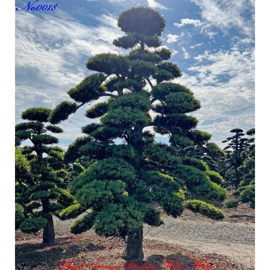 植木 美景美観 羅漢槇(ラカンマキ)の中樹 No18 : PLANT・BONSAI