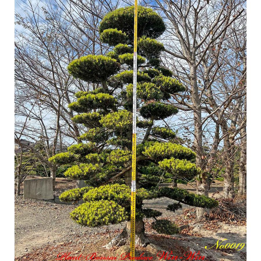 常緑樹 マキ　槇　ガーデニング　樹木　植木　三重 槇(マキ)の木 常緑針葉樹 庭木