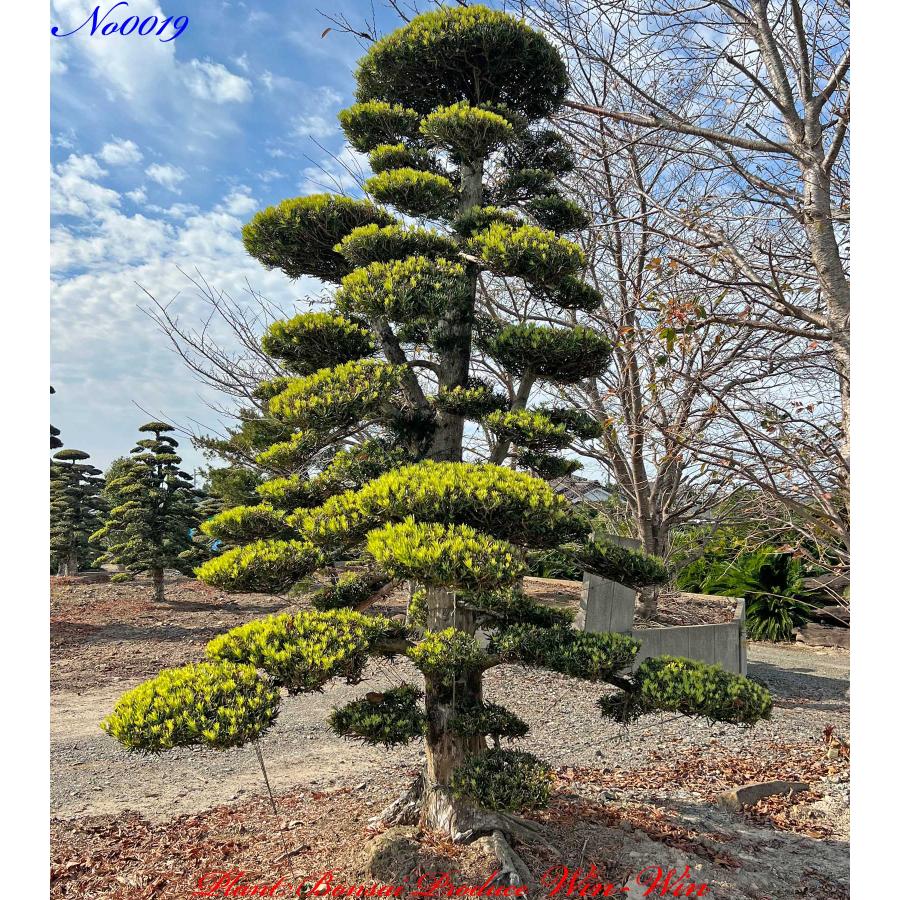 植木 美景美観 羅漢槇(ラカンマキ)の中樹 No19 : PLANT・BONSAI