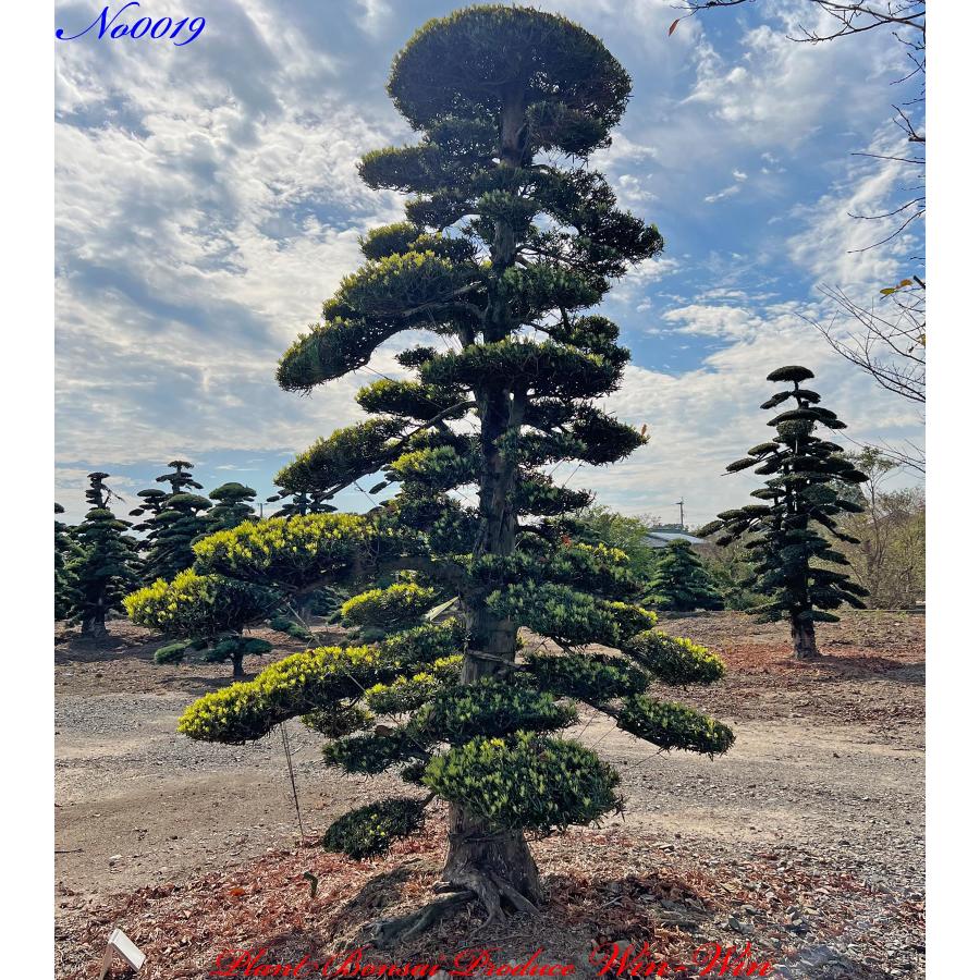 植木 美景美観 羅漢槇(ラカンマキ)の中樹 No19 : PLANT・BONSAI