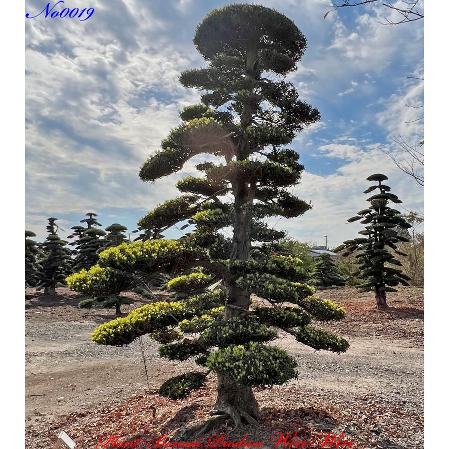 ラカンマキ庭木（年数持ち込み古い） plantbonsaiwinwin_kitmnerm0019