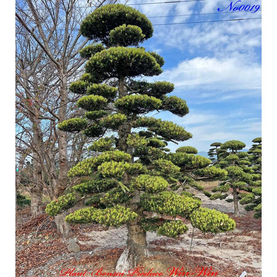 植木 美景美観 羅漢槇(ラカンマキ)の中樹 No19 : PLANT・BONSAI