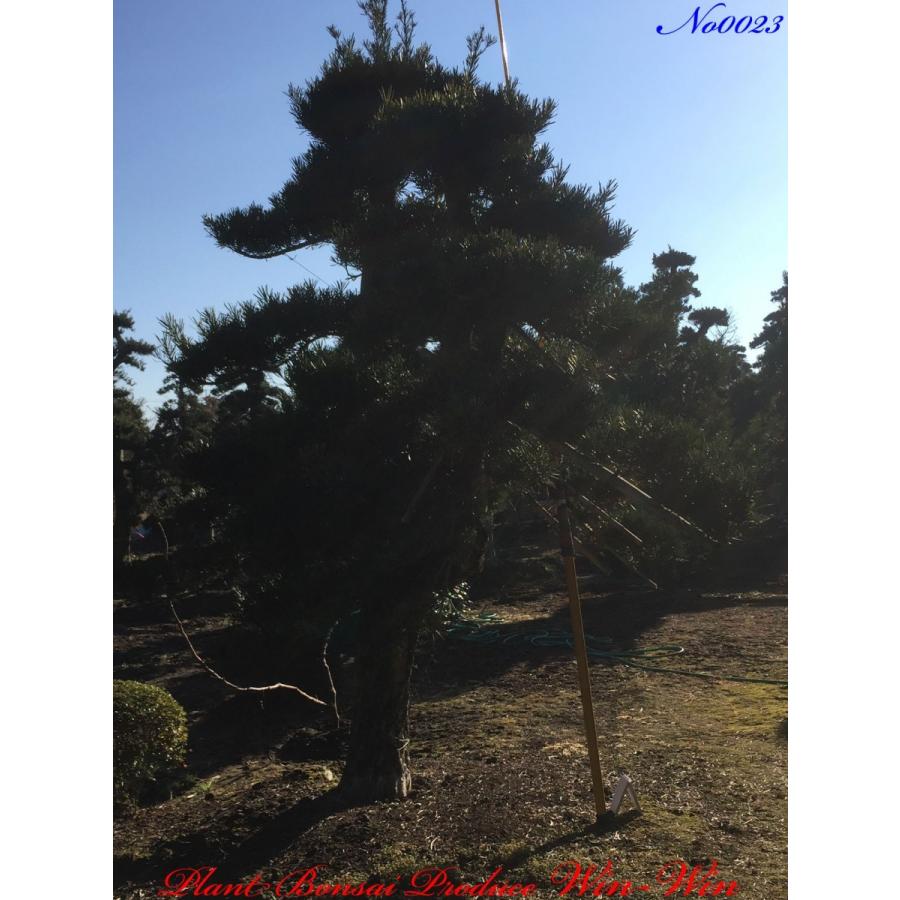 植木 羅漢槇(ラカンマキ)No23 : PLANT・BONSAI・Produce・WIN-WIN