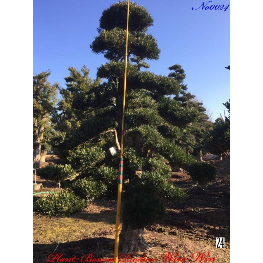 植木 羅漢槇（ラカンマキ）No24 高級庭園樹マキの木(イヌマキ