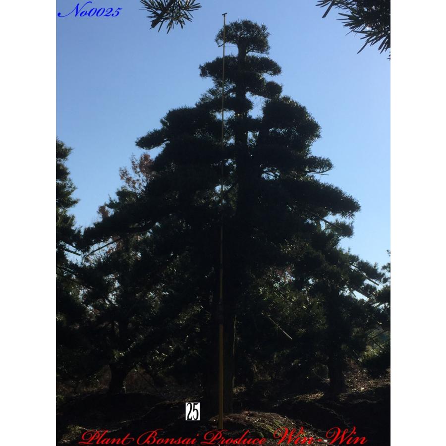 植木 羅漢槇(ラカンマキ)No25