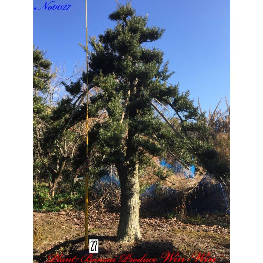 植木 羅漢槇(ラカンマキ)No27