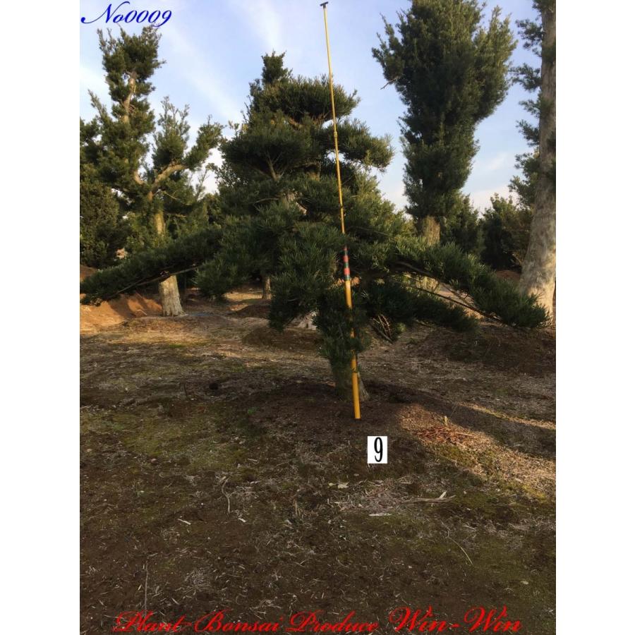植木 花 ガーデニング 羅漢槇 ラカンマキ No9 羅漢槇 ラカンマキ No9 Kitszerm0009 Plant Bonsai Produce Win Winでは多種に渡り植木 盆栽を取り扱っています 輸送 検疫 通関手続き等の諸費用は 植木の価格とは別になります Kitszerm0009 植木 Plant Bonsai