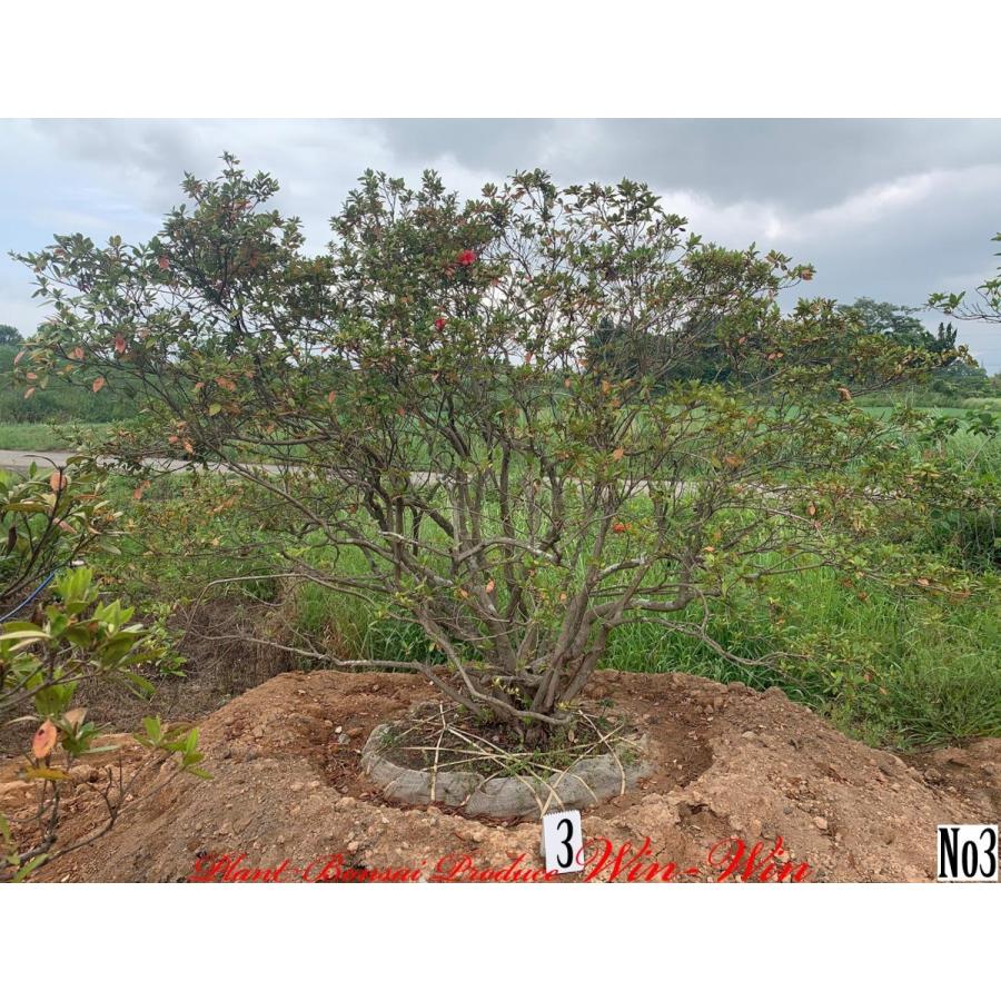 100 正規品 大株 Release Kmmkzekmtz0003 Plant Bonsai Produce Win Win New 苗木 植木 慶良間躑躅 ケラマツツジ No3 Release 慶良間躑躅 ケラマツツジ No3