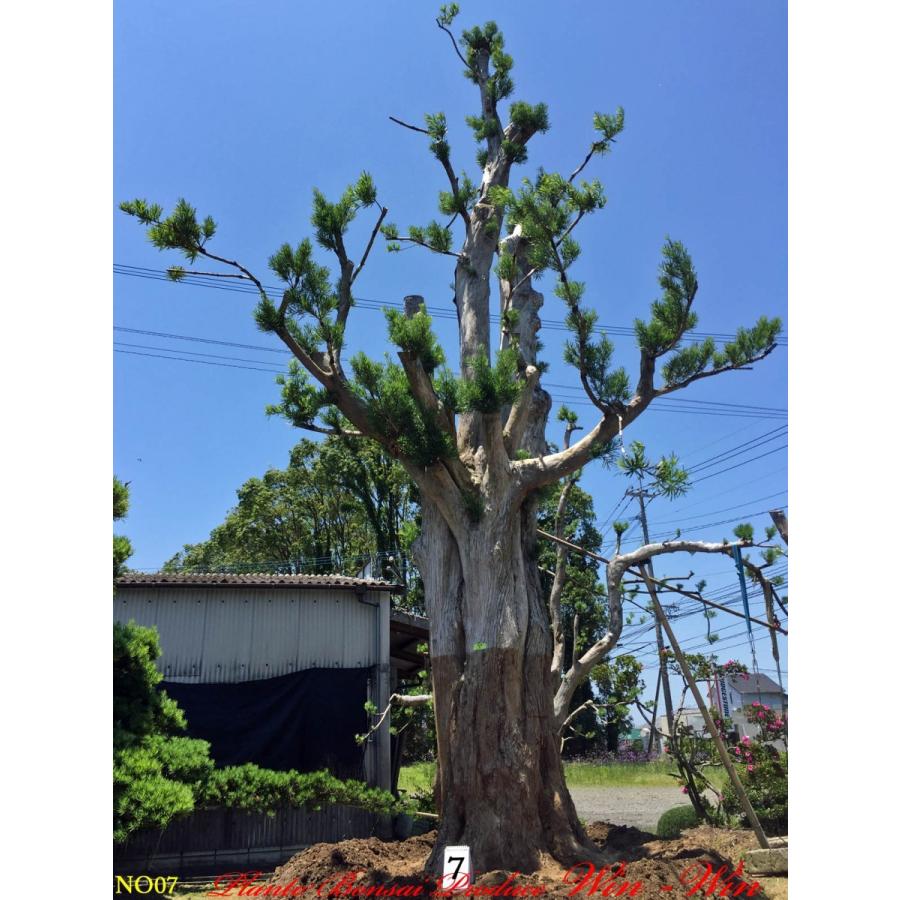 ラカンマキ庭木（年数持ち込み古い） 植木 美景美観 羅漢槇(ラカンマキ)の巨樹 No7 : PLANT・BONSAI