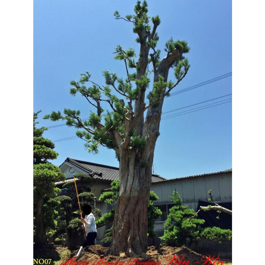 植木 美景美観 羅漢槇(ラカンマキ)の巨樹 No7 : PLANT・BONSAI