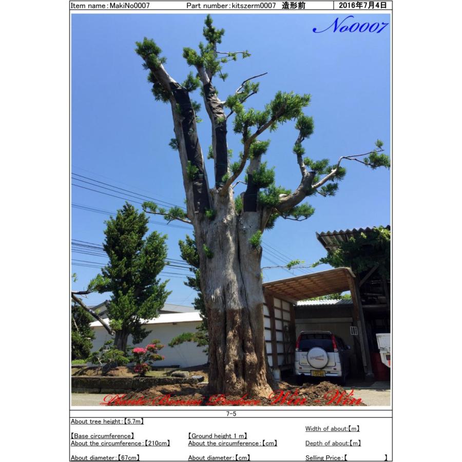 植木 美景美観 羅漢槇(ラカンマキ)の巨樹 No7 : PLANT・BONSAI