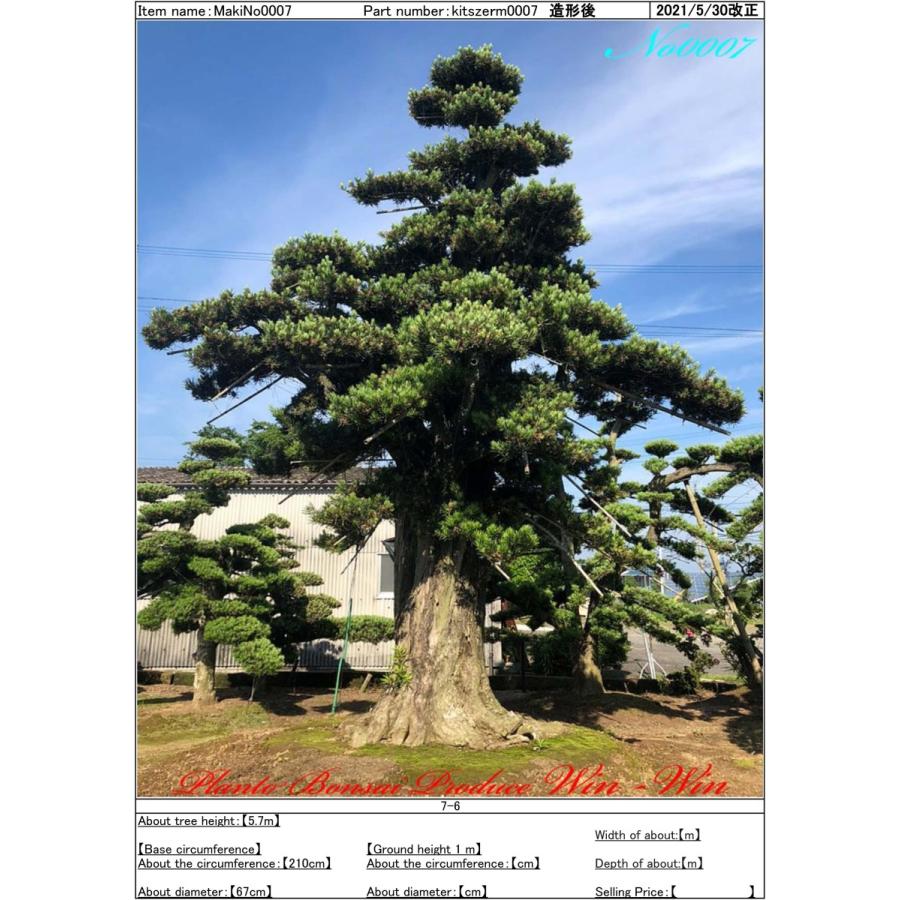 植木 美景美観 羅漢槇(ラカンマキ)の巨樹 No7 : PLANT・BONSAI