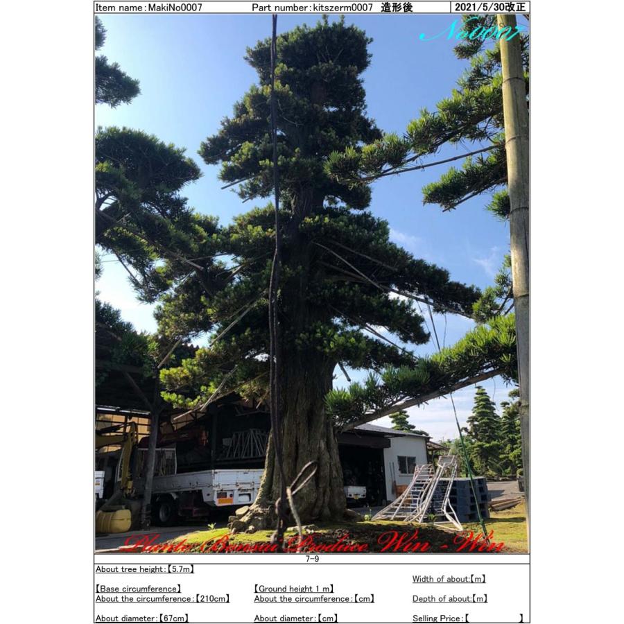 植木 美景美観 羅漢槇(ラカンマキ)の巨樹 No7 : PLANT・BONSAI