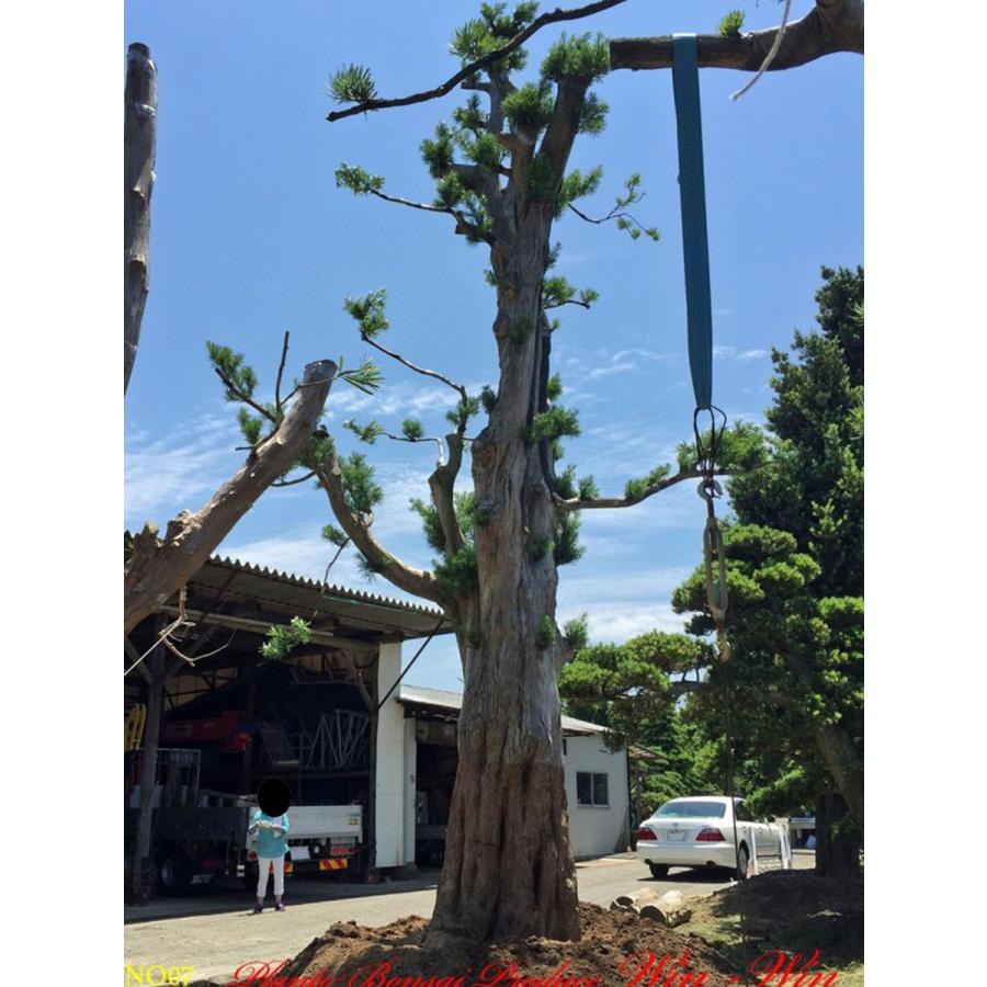 植木 美景美観 羅漢槇(ラカンマキ)の巨樹 No7 : PLANT・BONSAI