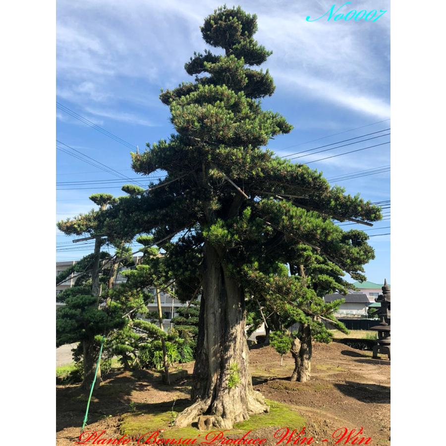 常緑樹 イヌマキ　槇　植木　3m50cm 三重引取 常緑樹 イヌマキ 槇 植木 3m50cm 三重 常緑樹