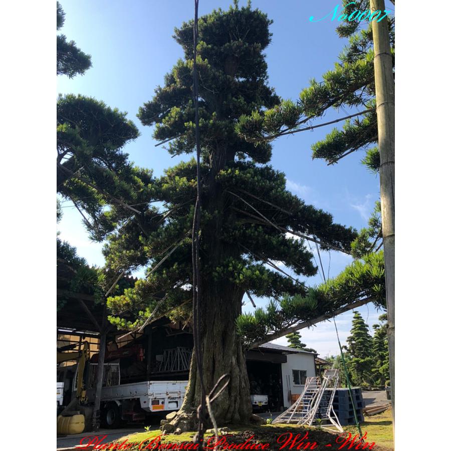 植木 美景美観 羅漢槇(ラカンマキ)の巨樹 No7 : PLANT・BONSAI