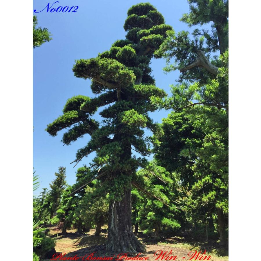 植木 美景美観 威風堂々たる羅漢槇(ラカンマキ)の巨樹 No12 : PLANT