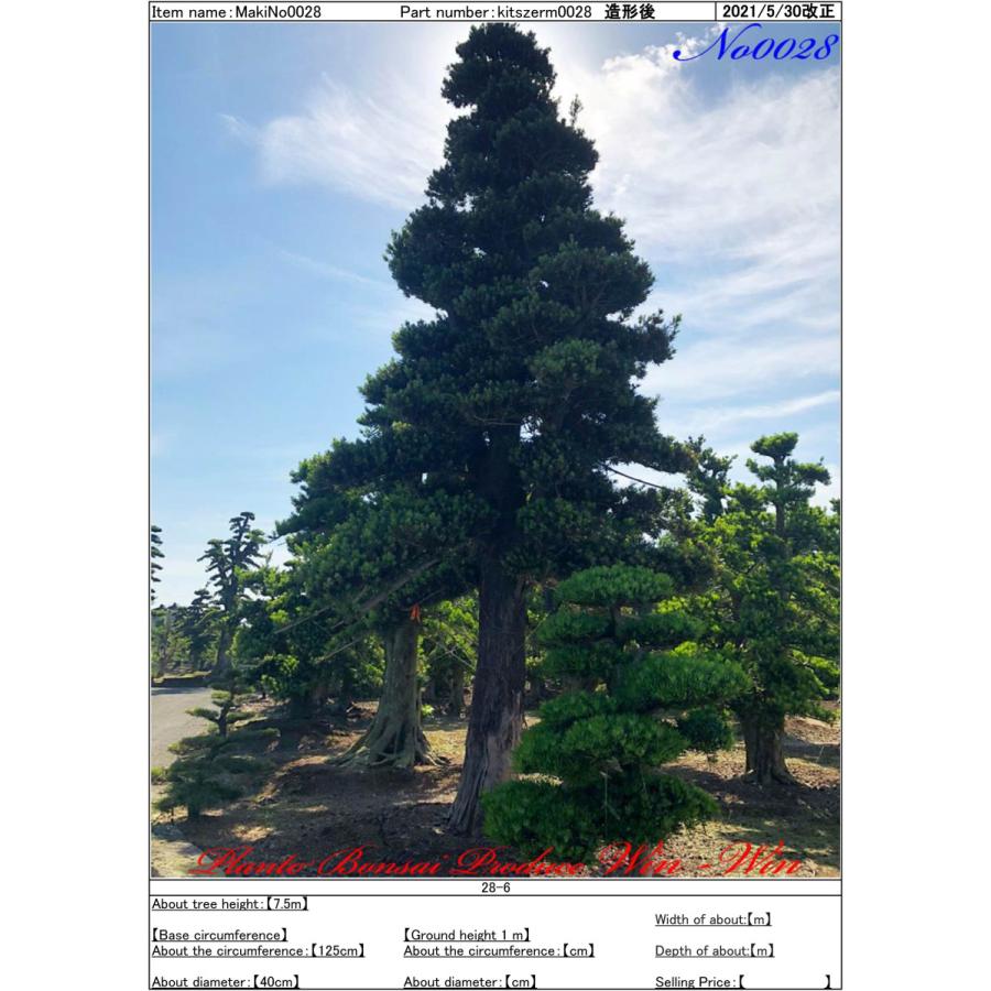 Ktim0028 Plant Bonsai Produce Win Win 羅漢槇 ラカンマキ No28 羅漢槇 ラカンマキ No28 花 ガーデニング 植木