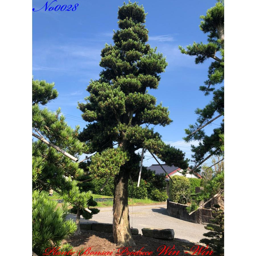 Ktim0028 Plant Bonsai Produce Win Win 羅漢槇 ラカンマキ No28 羅漢槇 ラカンマキ No28 花 ガーデニング 植木