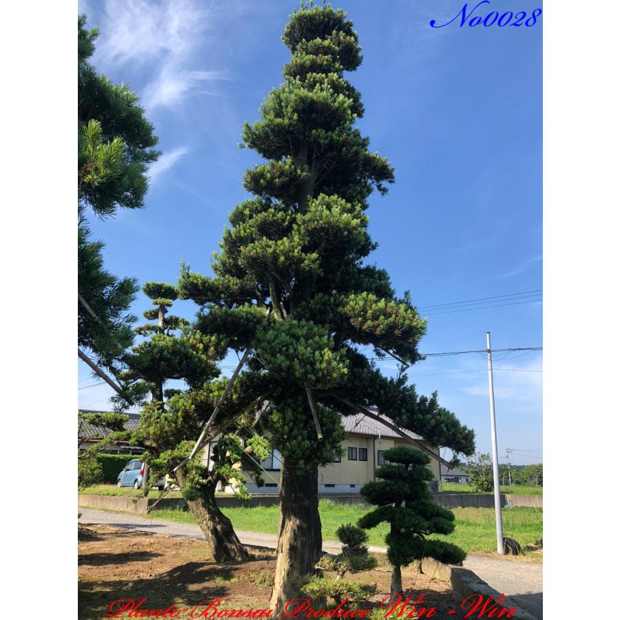 Ktim0028 Plant Bonsai Produce Win Win 羅漢槇 ラカンマキ No28 羅漢槇 ラカンマキ No28 花 ガーデニング 植木