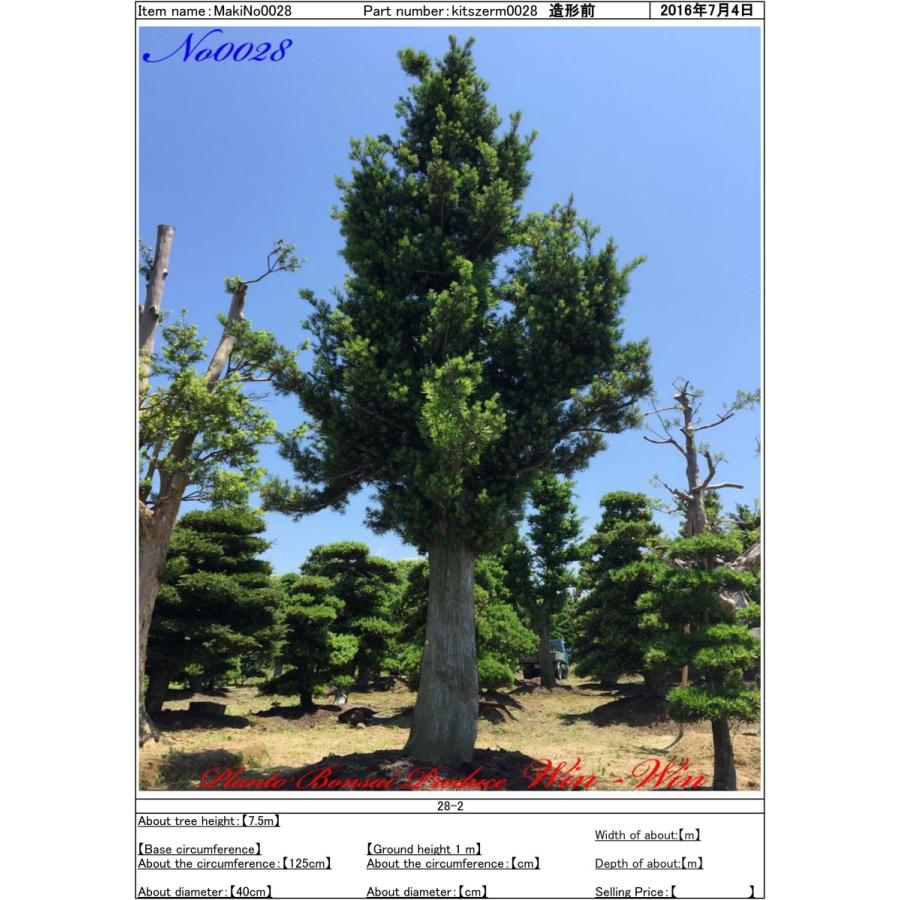 Ktim0028 Plant Bonsai Produce Win Win 羅漢槇 ラカンマキ No28 羅漢槇 ラカンマキ No28 花 ガーデニング 植木