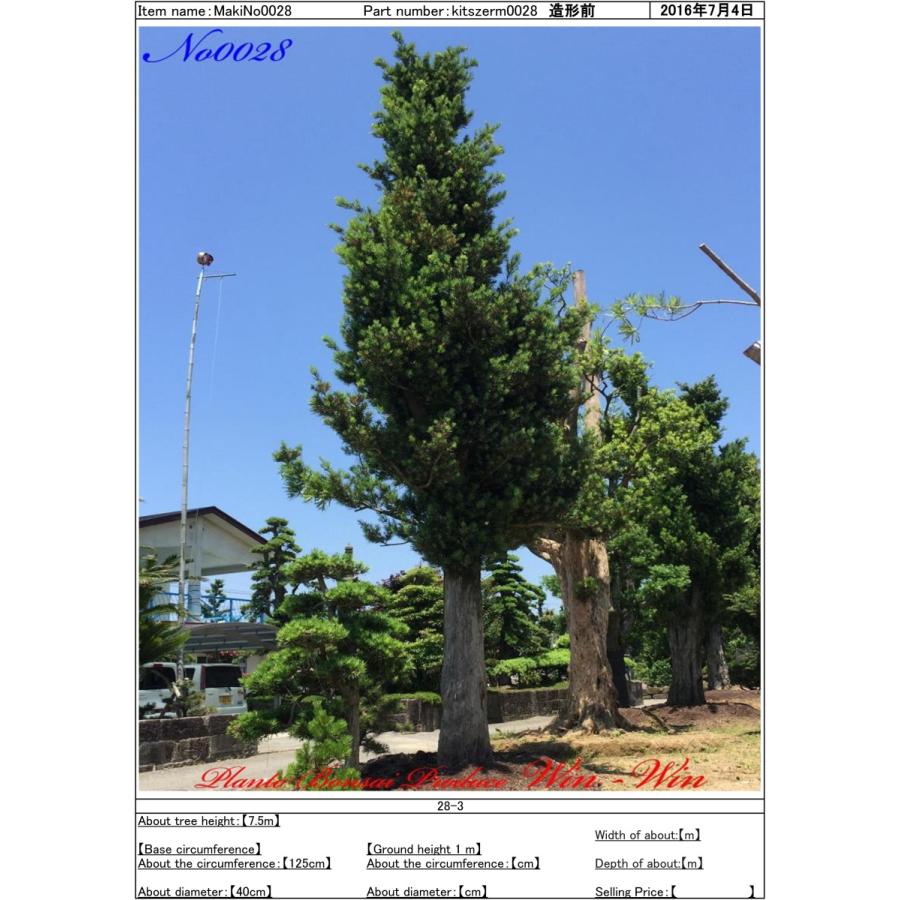 Ktim0028 Plant Bonsai Produce Win Win 羅漢槇 ラカンマキ No28 羅漢槇 ラカンマキ No28 花 ガーデニング 植木