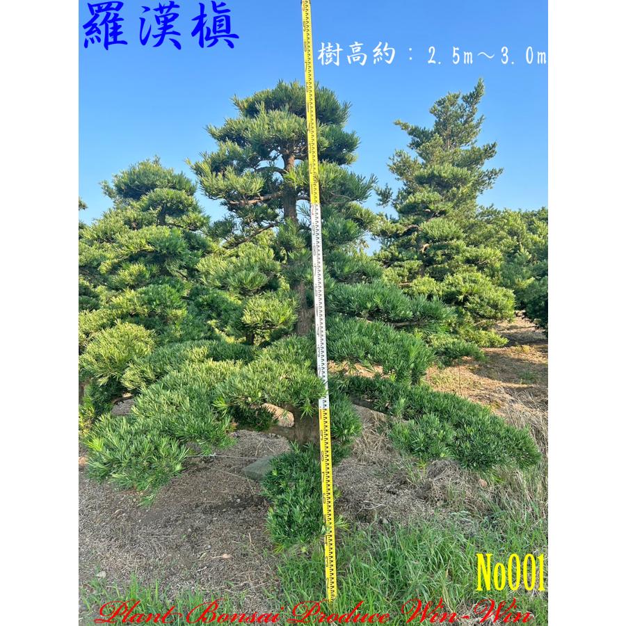 ラカンマキ（高さ3.0） ラカンマキ仕立物 移植と刈込 - 伸松園