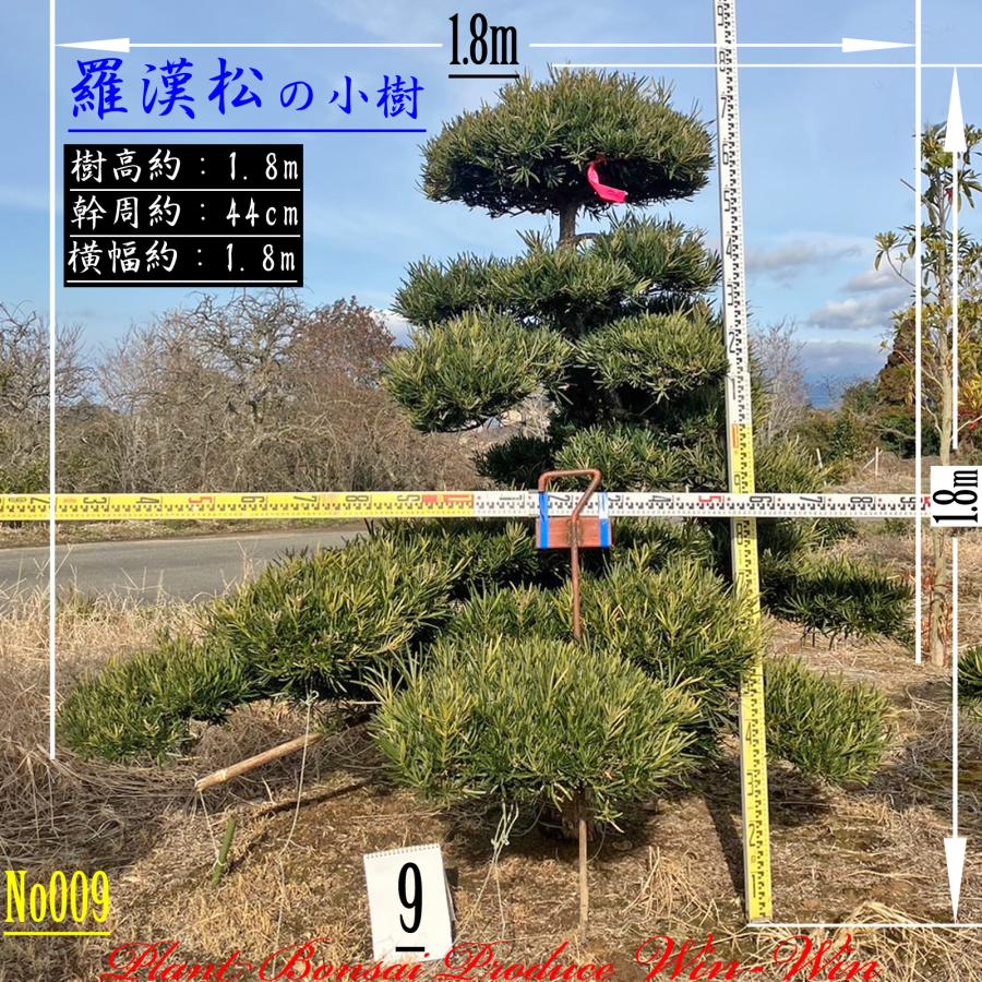 2025 New Release 美景美観 羅漢松(ラカンマツ)の小樹 (仕立て物) No9
