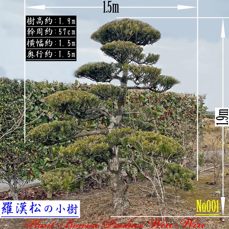 松 樹高約2.3M 引取り限定 東京都より 松みどり 純米吟醸 S.tokyo 2026 - 丹沢の地酒 松みどり