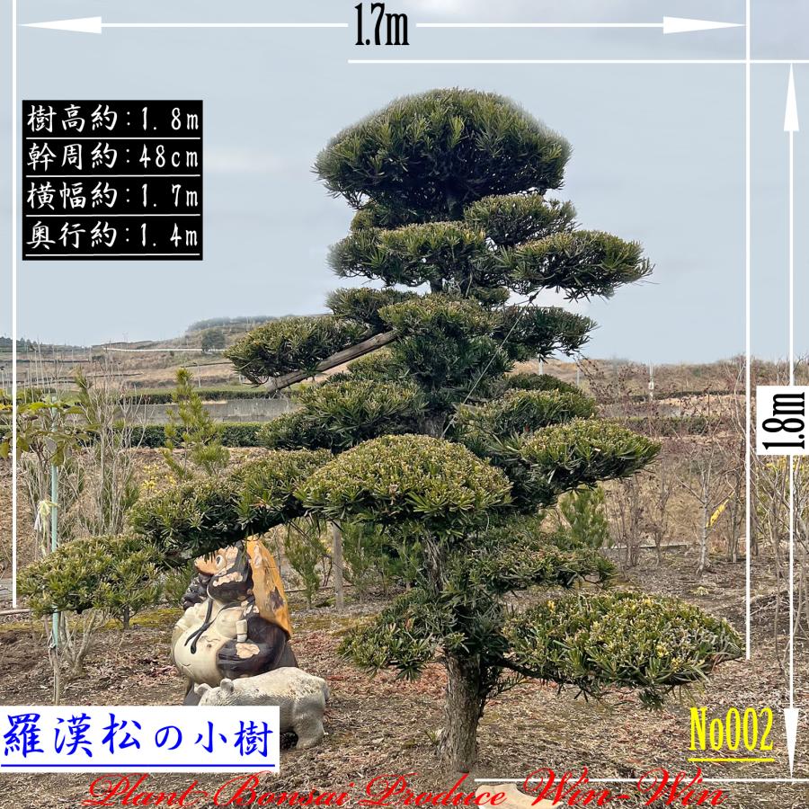 2025 New Release 美景美観 羅漢松(ラカンマツ)の小樹 (仕立て物) No2