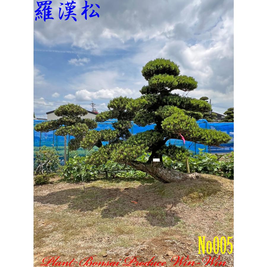 2026 New Release 美景美観 羅漢松(ラカンマツ)の大樹 No5 : PLANT